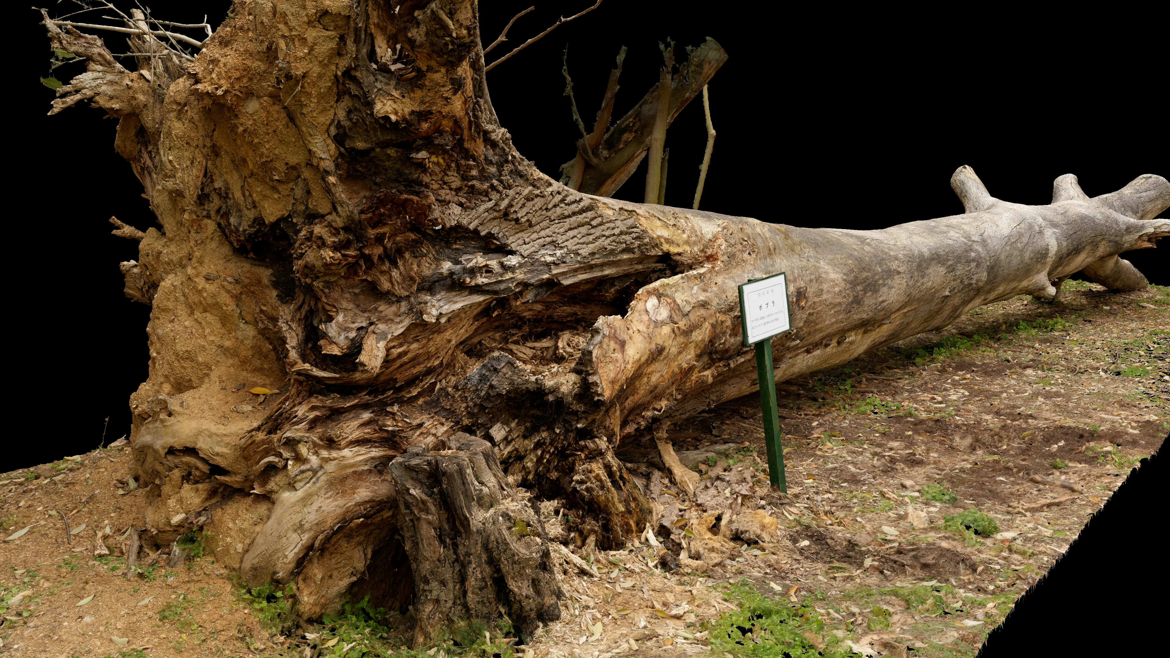 3Dスキャン作品