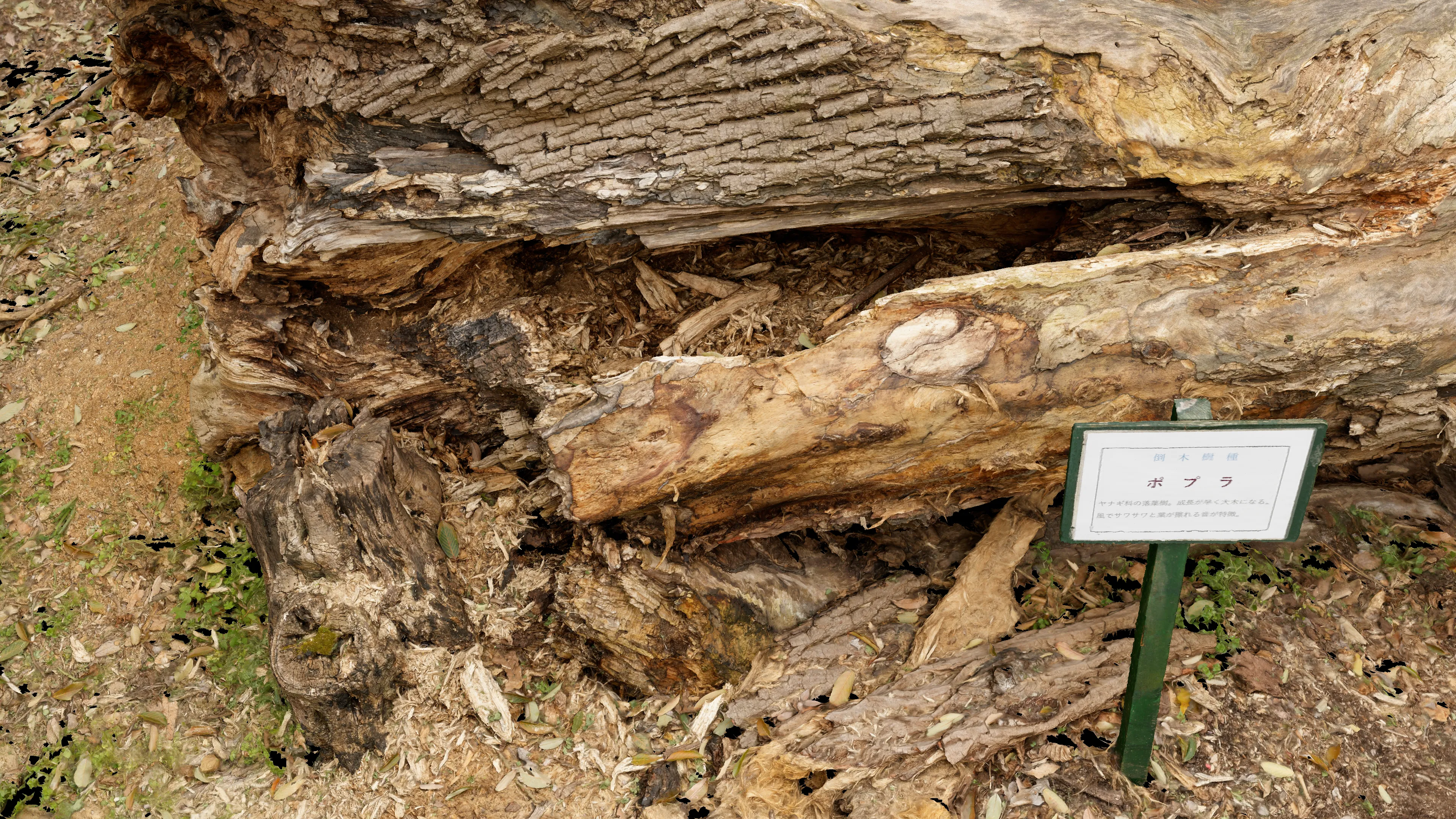 3Dスキャン作品