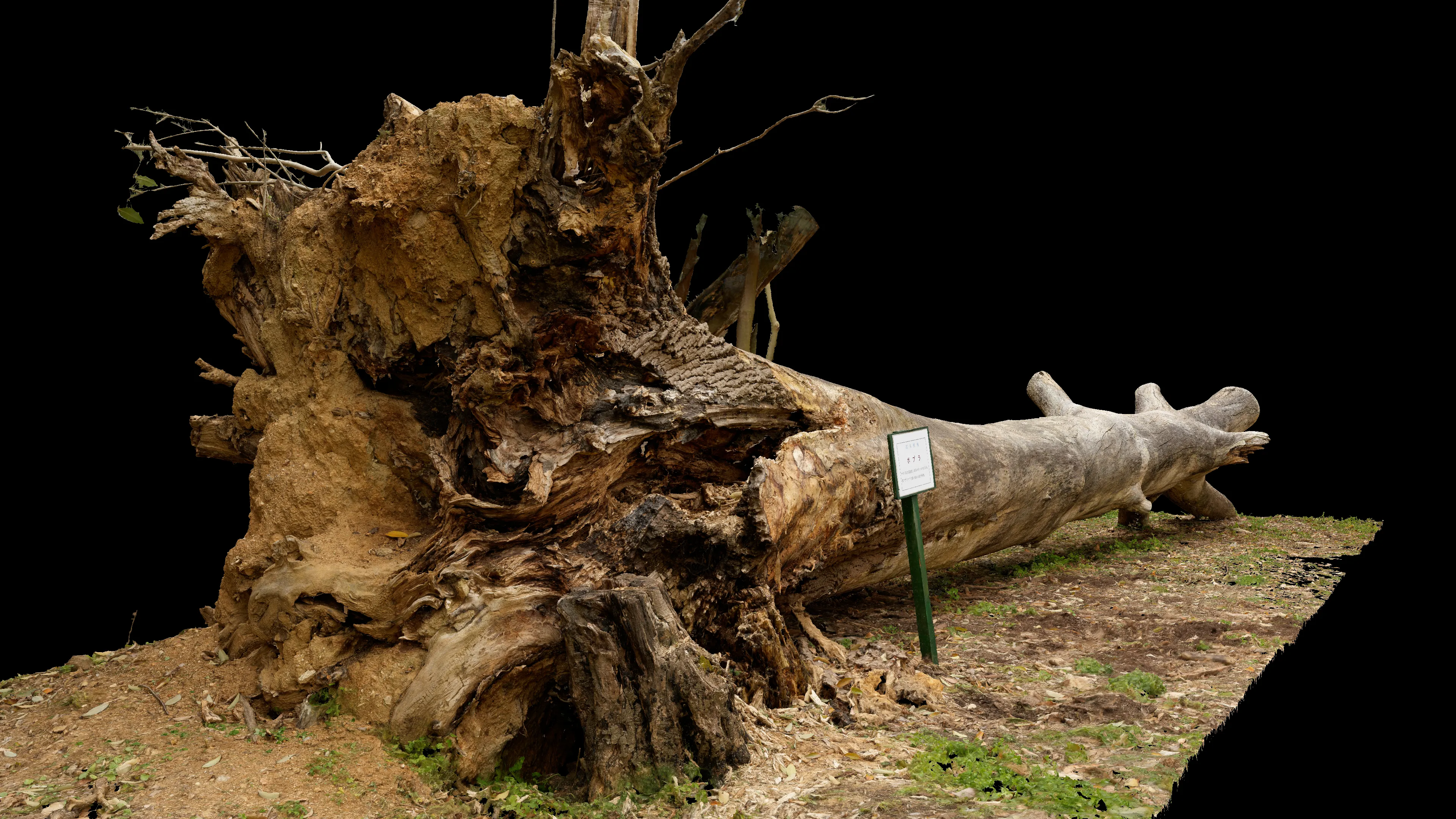 3Dスキャン作品